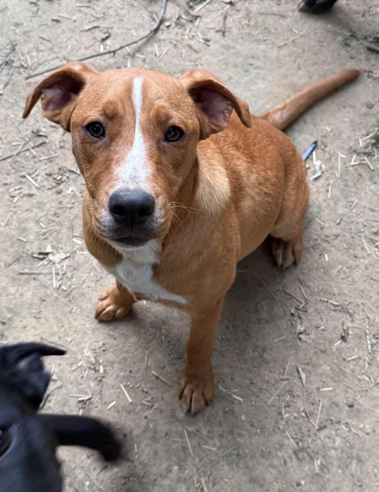 Enlarge Gail , a ADOPTABLE Mixed Breed in Northwood, NH image 4/5