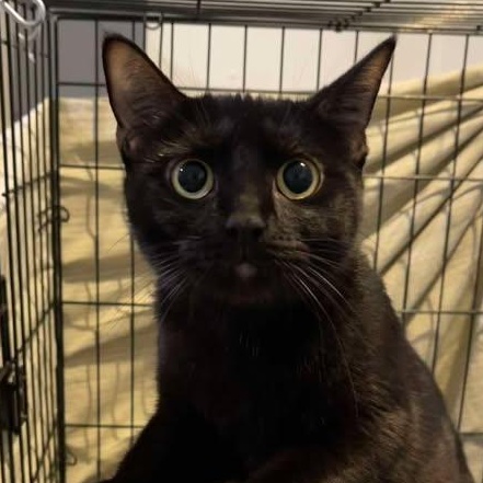 Zeva, ADOPTABLE, Adult Female Domestic Short Hair.