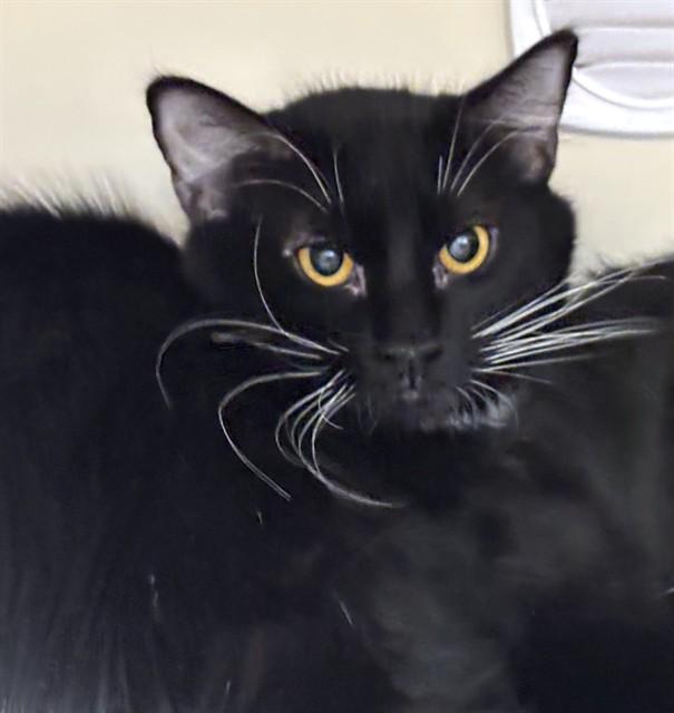 Enlarge IVY, a Adoptable Domestic Long Hair in Boston, MA image 1/1