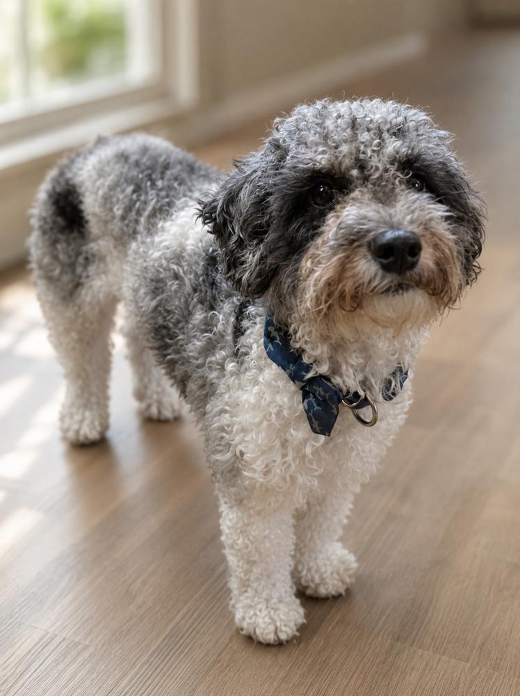Enlarge Rockie, a Adopted Poodle in Oakland, MI image 1/4