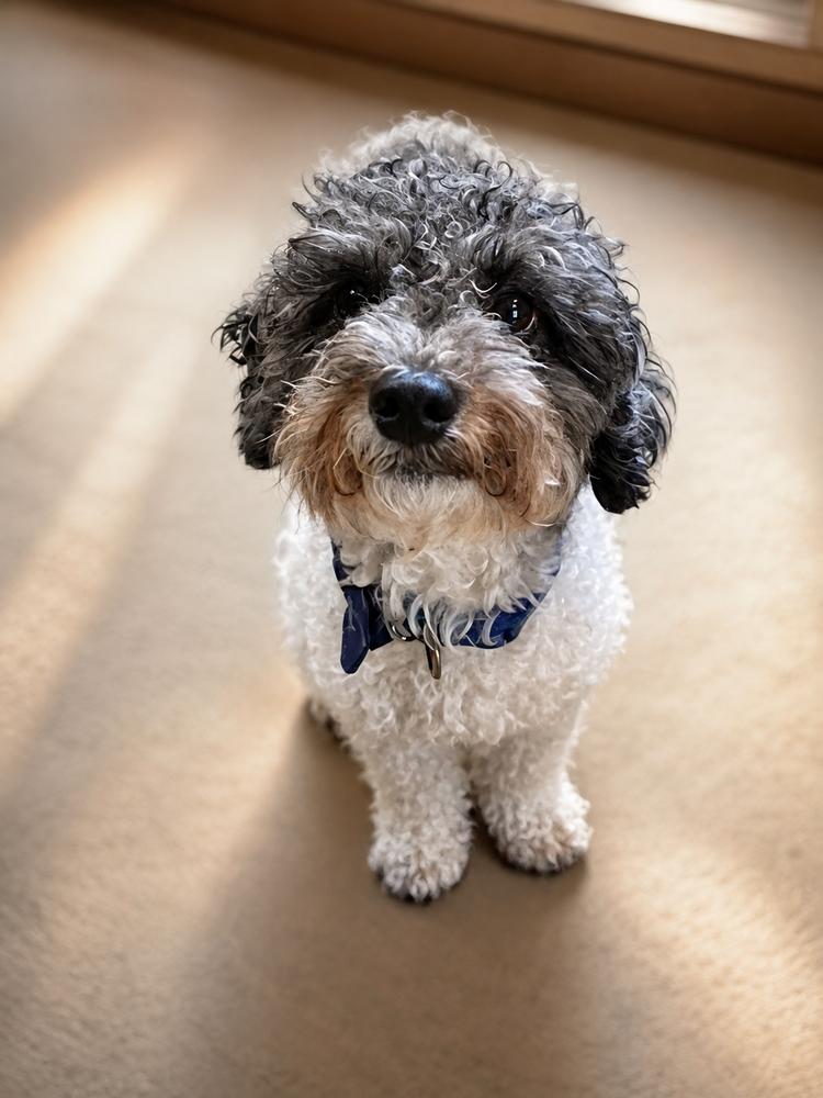Enlarge Rockie, a Adopted Poodle in Oakland, MI image 3/4