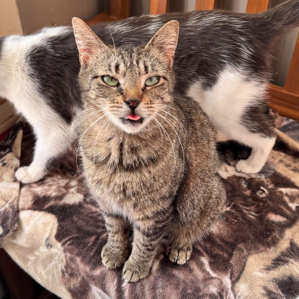 Sophie, Adoptable, Adult Female Domestic Short Hair.
