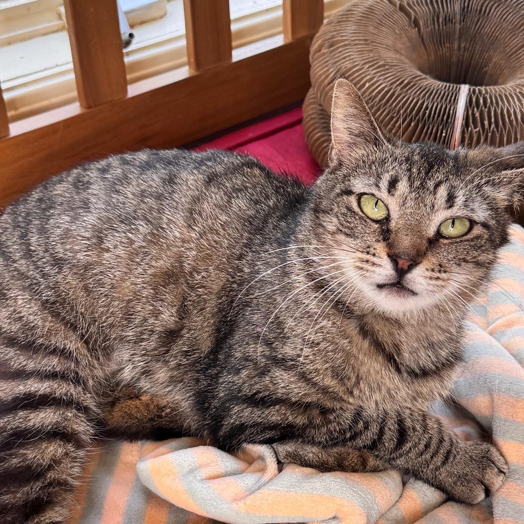 Sophie, a Adoptable Domestic Short Hair in Richland, MI image 2/3