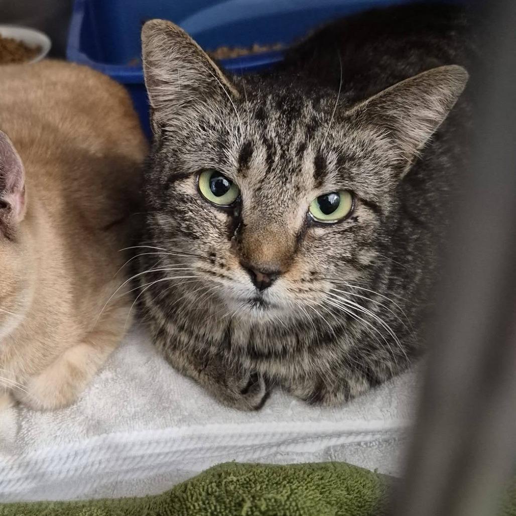 Sophie, a Adoptable Domestic Short Hair in Richland, MI image 3/3