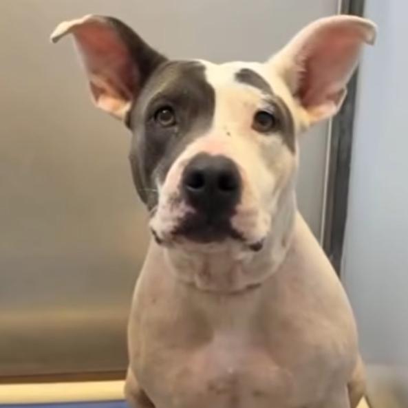 Darla, a Adoptable American Staffordshire Terrier in Napa, CA image 1/6