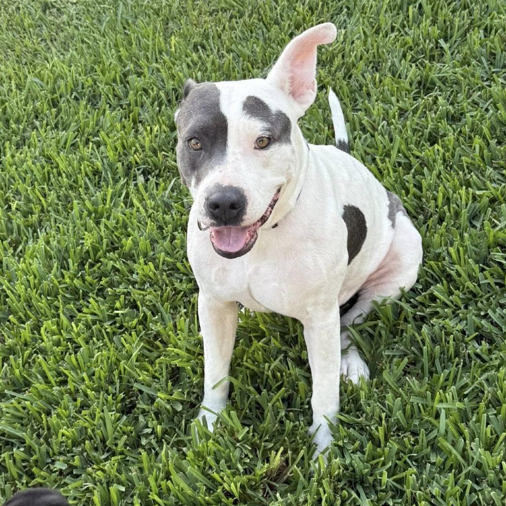 Darla, a Adoptable American Staffordshire Terrier in Napa, CA image 2/6