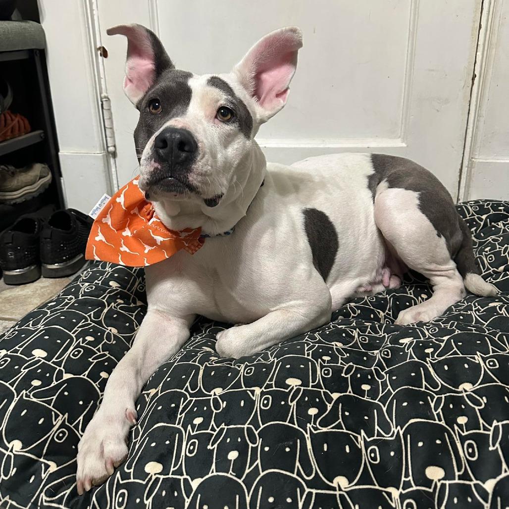 Darla, a Adoptable American Staffordshire Terrier in Napa, CA image 3/6