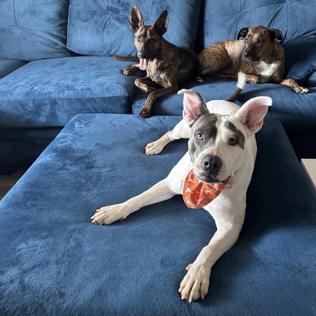 Darla, a Adoptable American Staffordshire Terrier in Napa, CA image 4/6