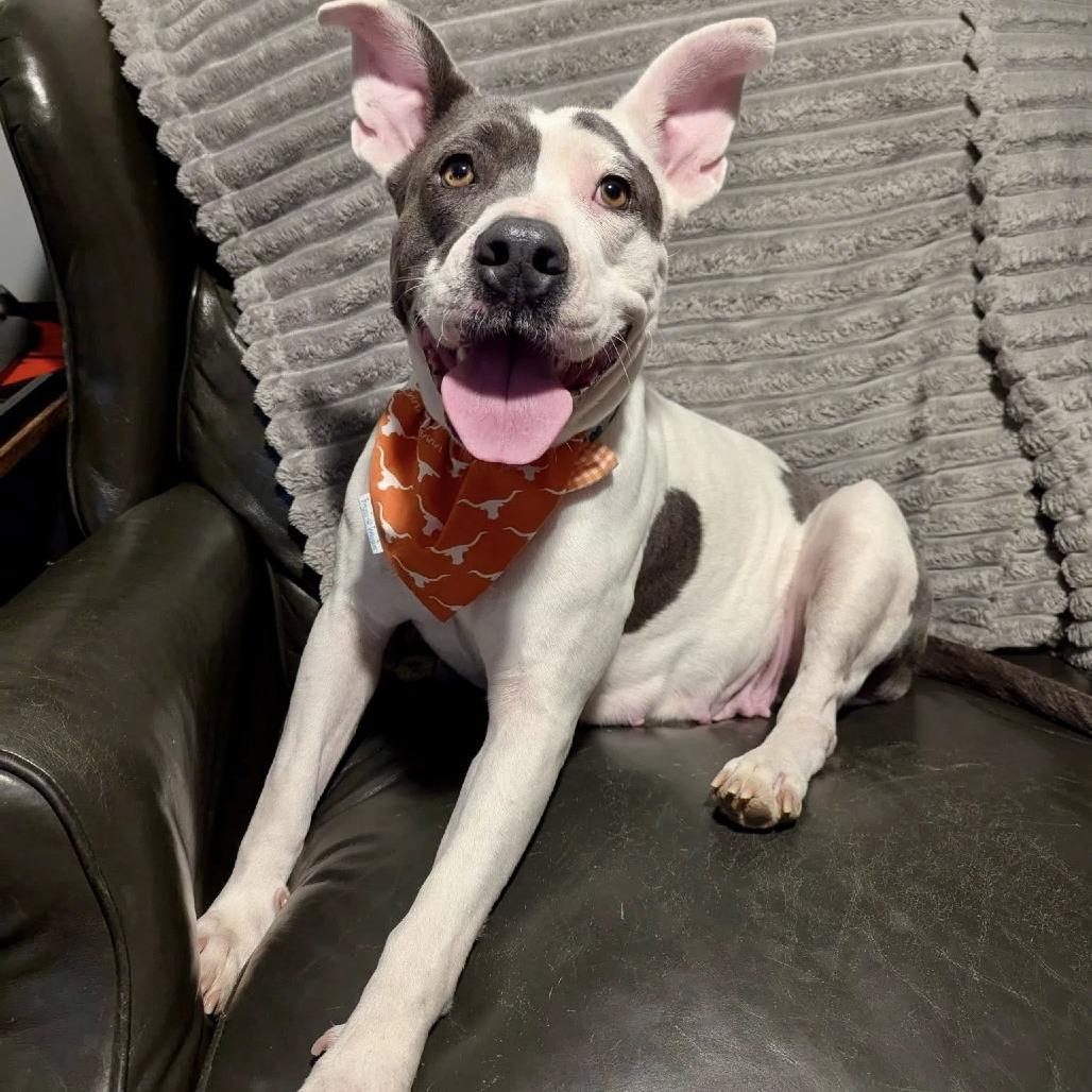 Darla, a Adoptable American Staffordshire Terrier in Napa, CA image 5/6