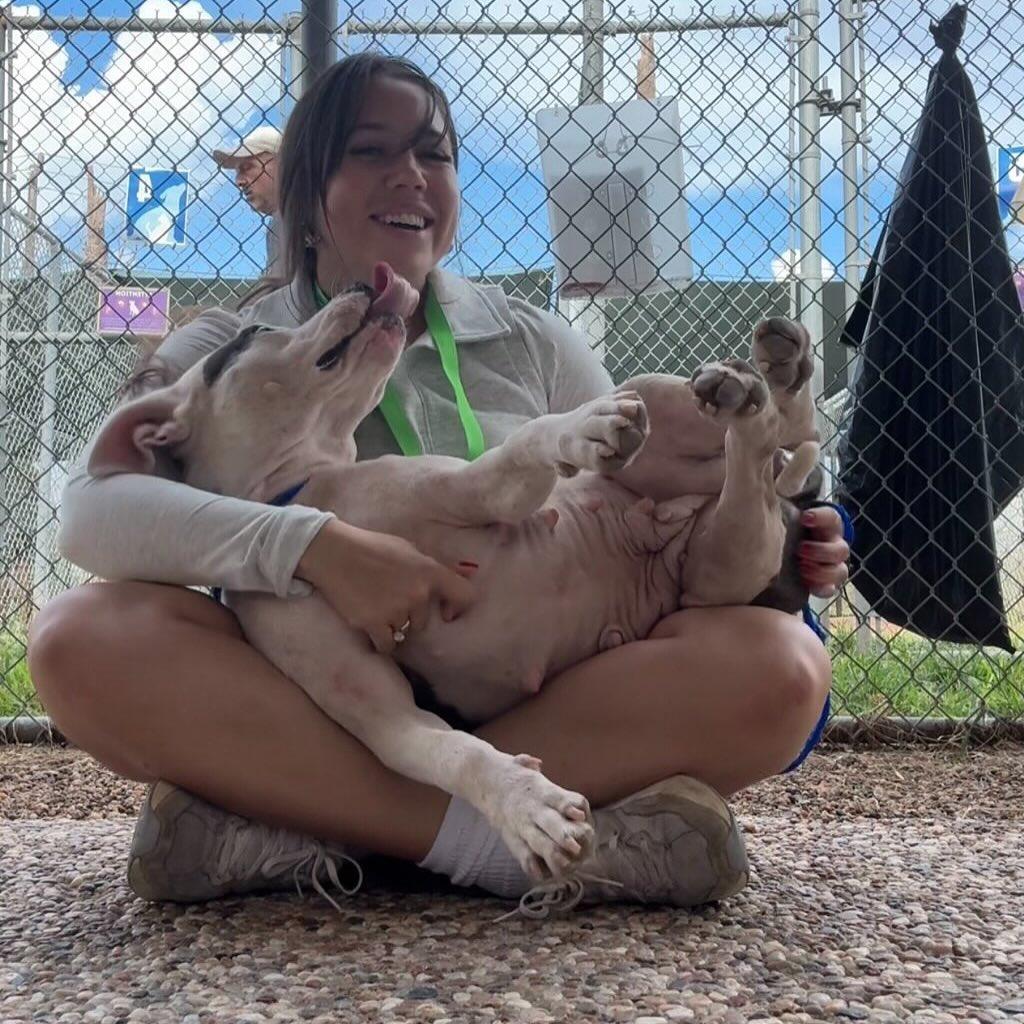 Darla, a Adoptable American Staffordshire Terrier in Napa, CA image 6/6