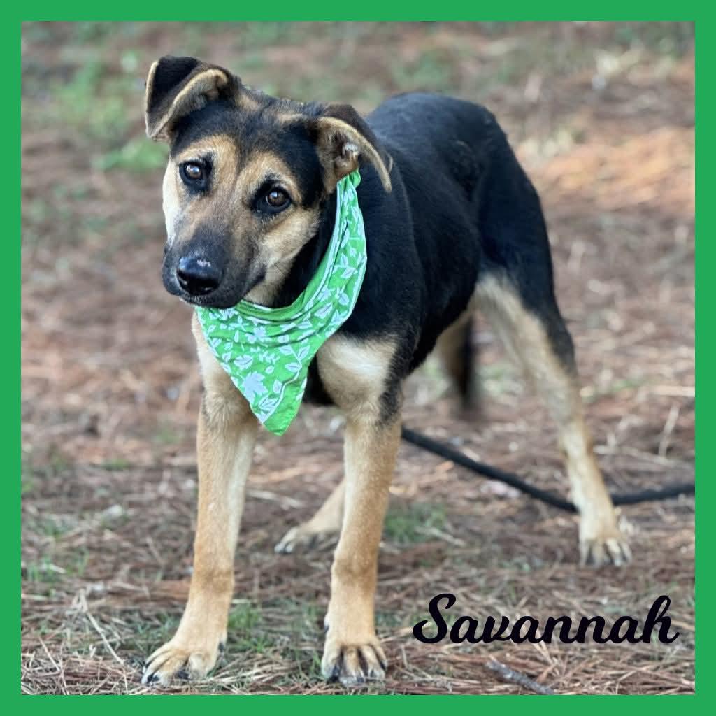 Savannah, ADOPTABLE, Young Female Mixed Breed.