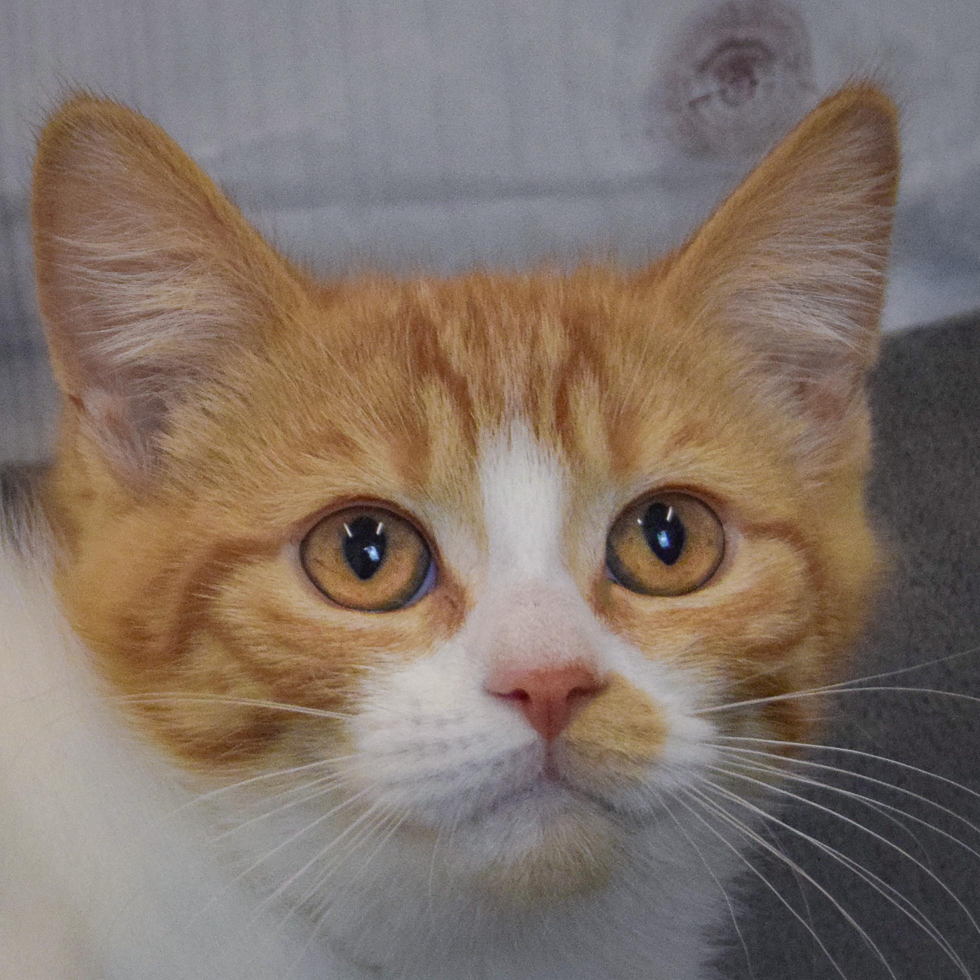 Fred, an adopted mixed breed in Huntley, IL image 1/3