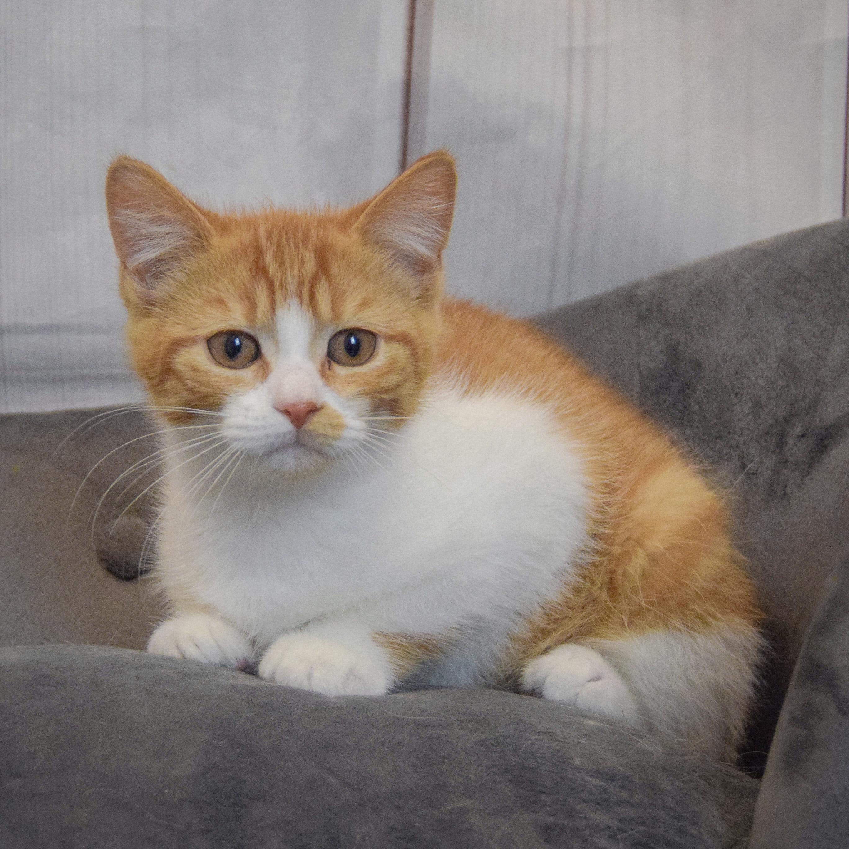 Fred, an adopted mixed breed in Huntley, IL image 2/3