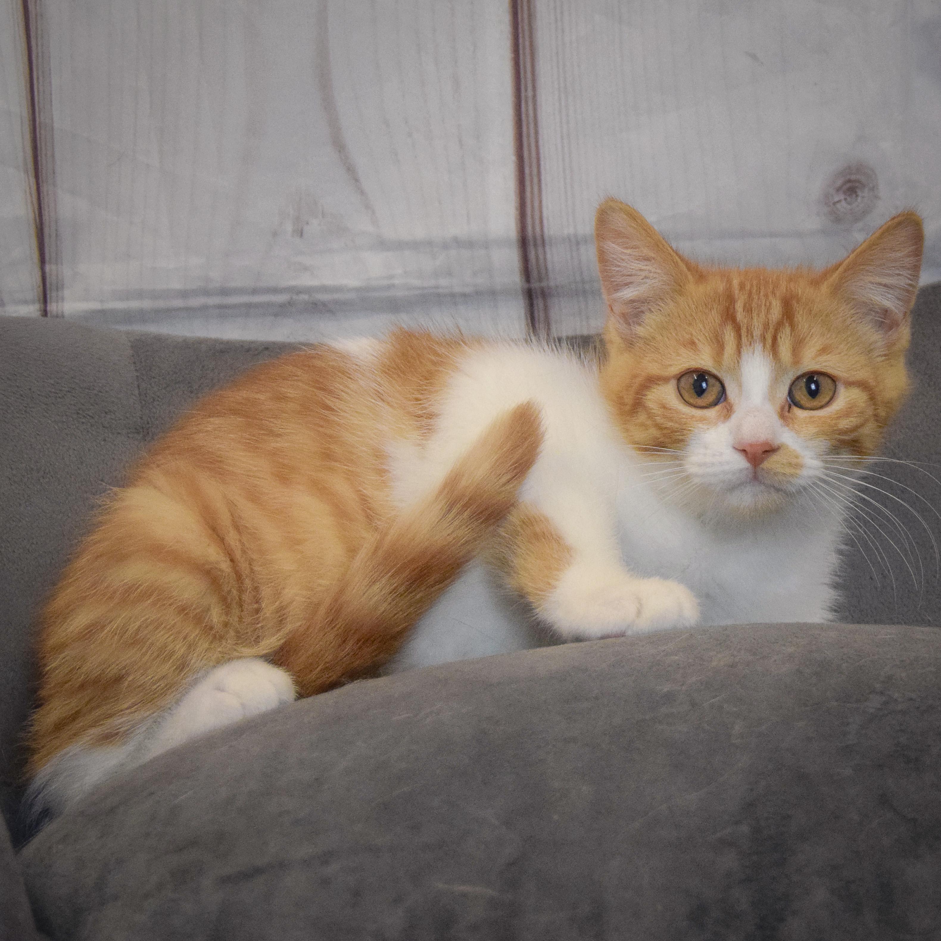 Fred, an adopted mixed breed in Huntley, IL image 3/3