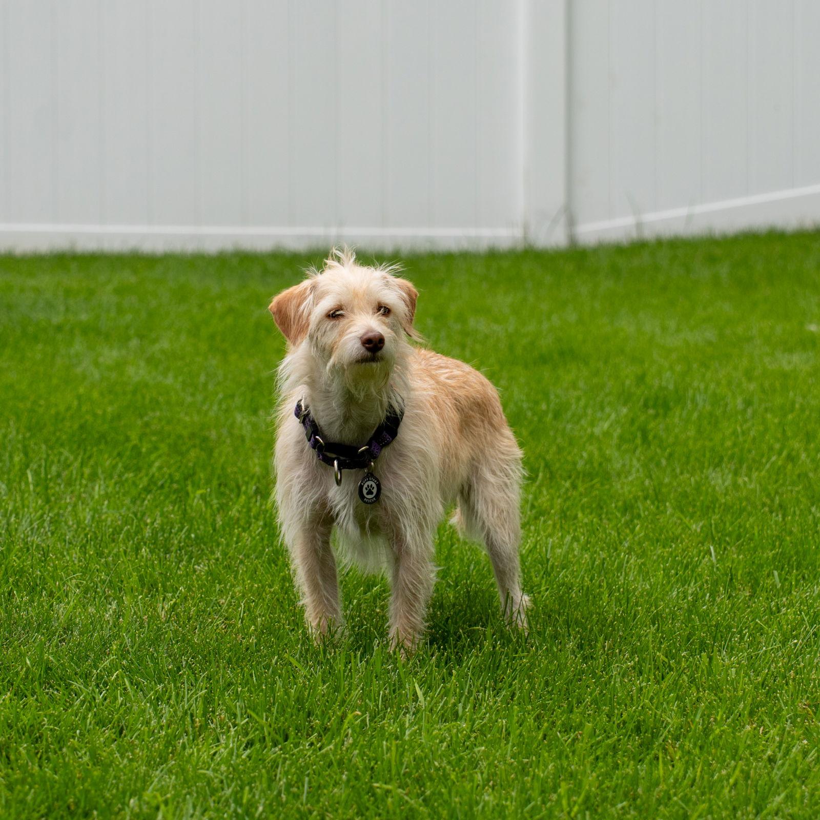 Barkley, a Adoptable mixed breed in Elk River, MN image 1/3