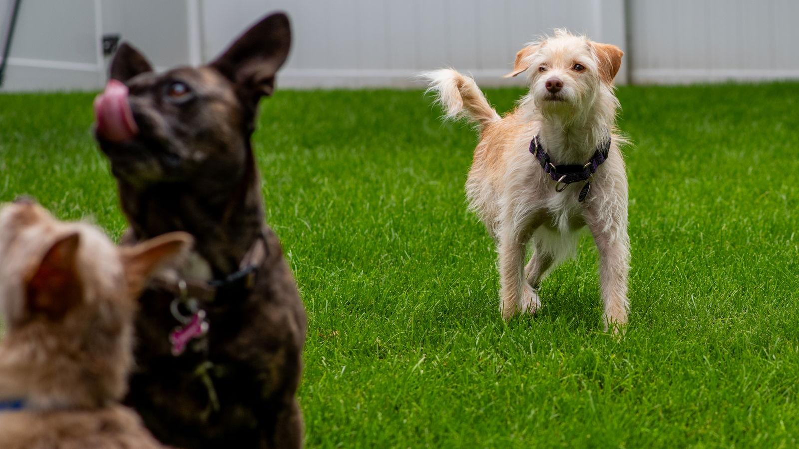 Barkley, a Adoptable mixed breed in Elk River, MN image 2/3