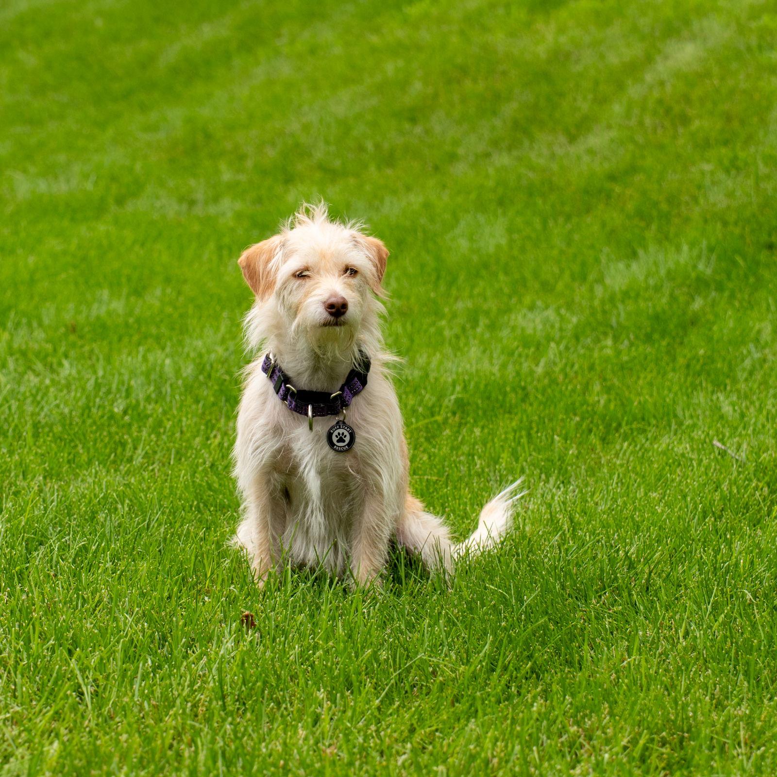 Barkley, a Adoptable mixed breed in Elk River, MN image 3/3