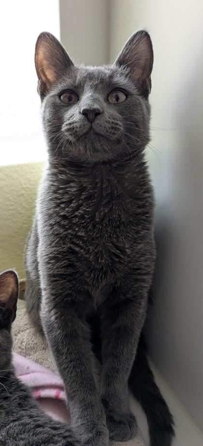 Jack, Adoptable, Young Male Domestic Short Hair & Domestic Short Hair.