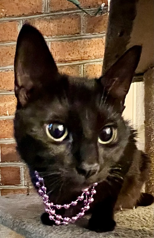 Opal, a Adoptable mixed breed in Ladson, SC image 1/4