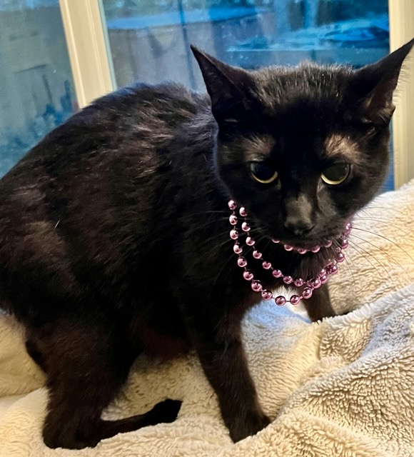 Opal, a Adoptable mixed breed in Ladson, SC image 2/4