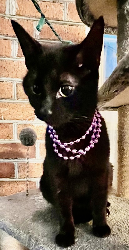 Opal, a Adoptable mixed breed in Ladson, SC image 3/4