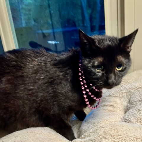 Opal, a Adoptable mixed breed in Ladson, SC image 4/4