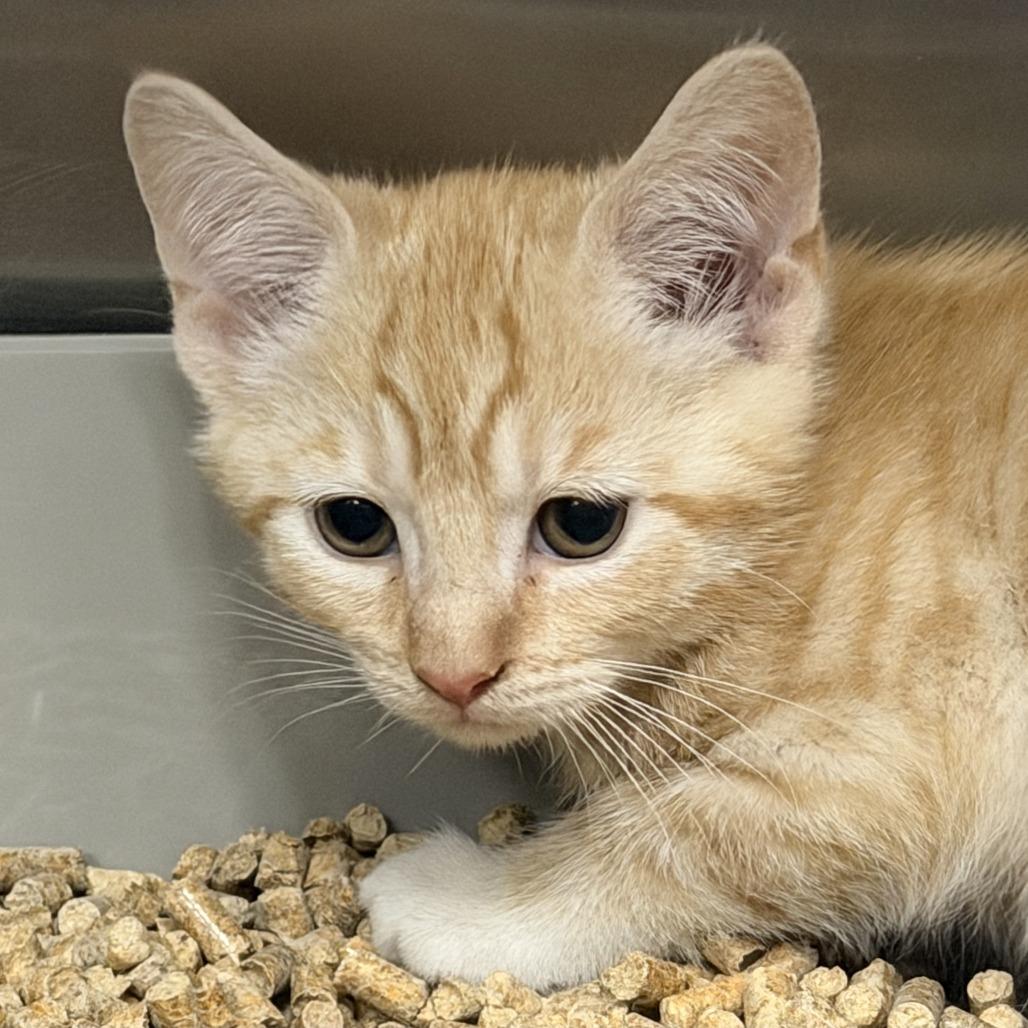Kringle, Adoptable, Kitten Male Domestic Short Hair.