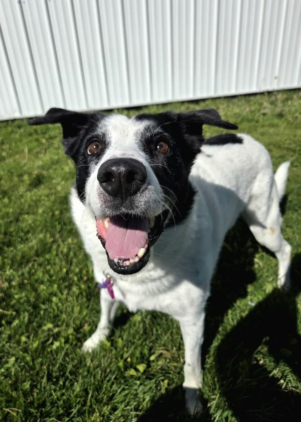 Enlarge Logic 22880, a Adoptable mixed breed in Pocatello, ID image 2/2