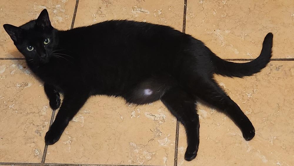 Enlarge JackBox 2023, a Adoptable Domestic Short Hair in Virginia Beach, VA image 1/5