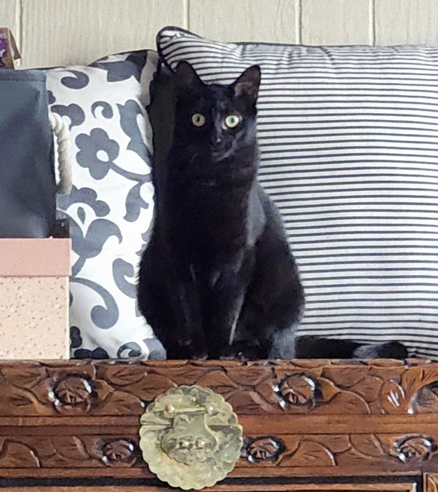 JackBox 2023, Adoptable, Adult Female Domestic Short Hair.