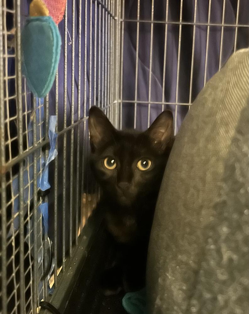 Enlarge JackBox 2023, a Adoptable Domestic Short Hair in Virginia Beach, VA image 3/5