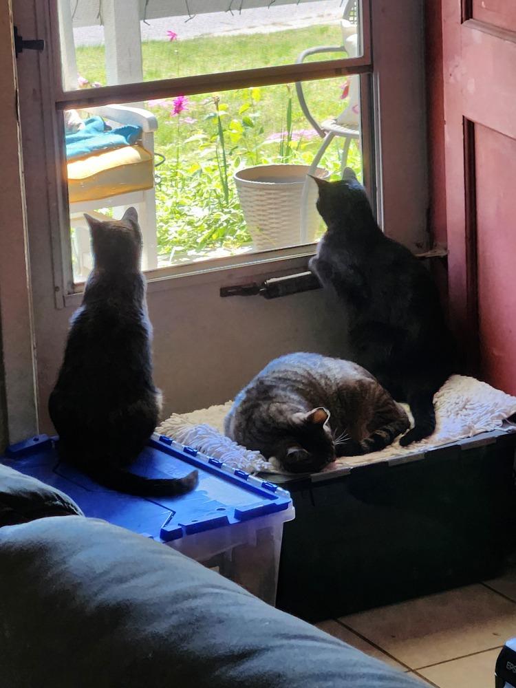 Enlarge JackBox 2023, a Adoptable Domestic Short Hair in Virginia Beach, VA image 4/5