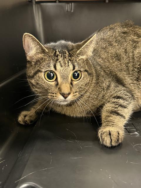 Enlarge HELGA PAWTAKI, a Adoptable Domestic Short Hair in Baytown, TX image 1/1