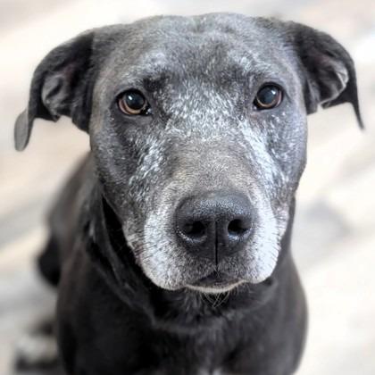 Enlarge Bubbles, a Adoptable mixed breed in Buchanan Dam, TX image 1/2