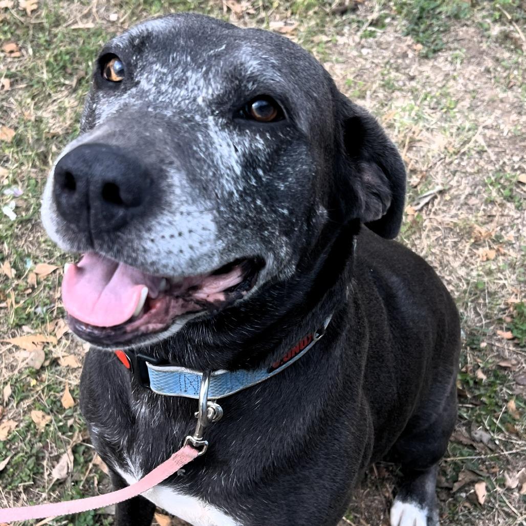 Enlarge Bubbles, a Adoptable mixed breed in Buchanan Dam, TX image 2/2
