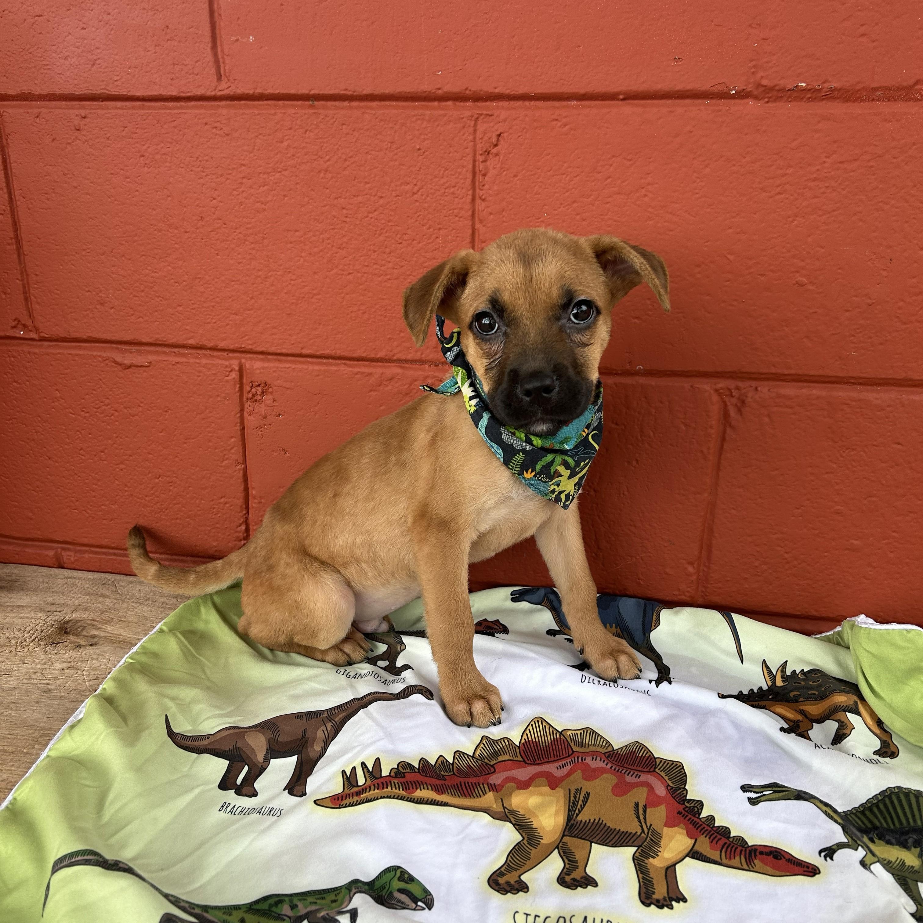 Sampson, a ADOPTABLE mixed breed in Pensacola, FL image 3/5