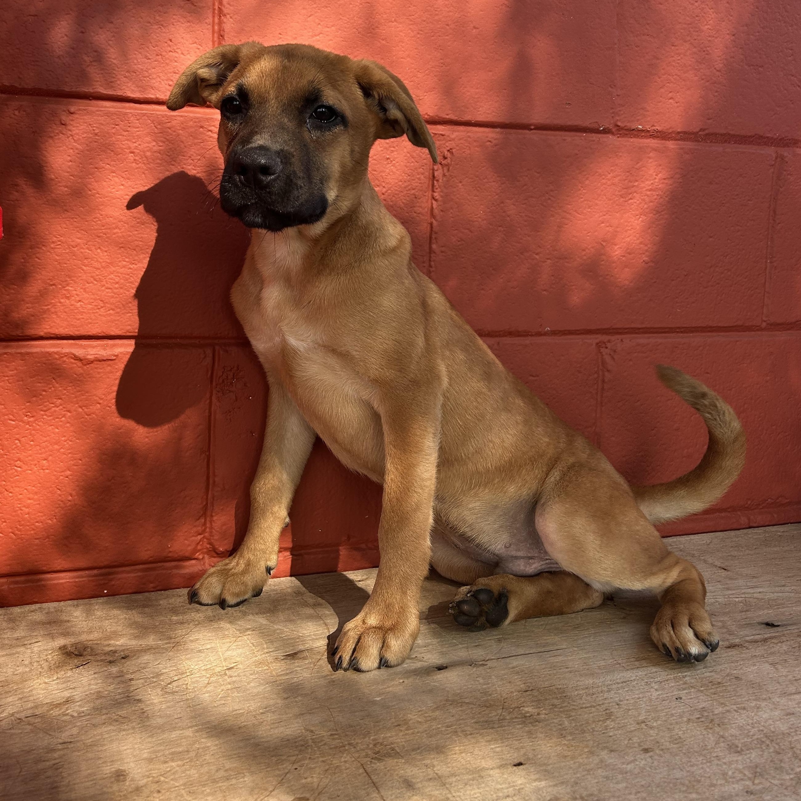 Sampson, a ADOPTABLE mixed breed in Pensacola, FL image 5/5