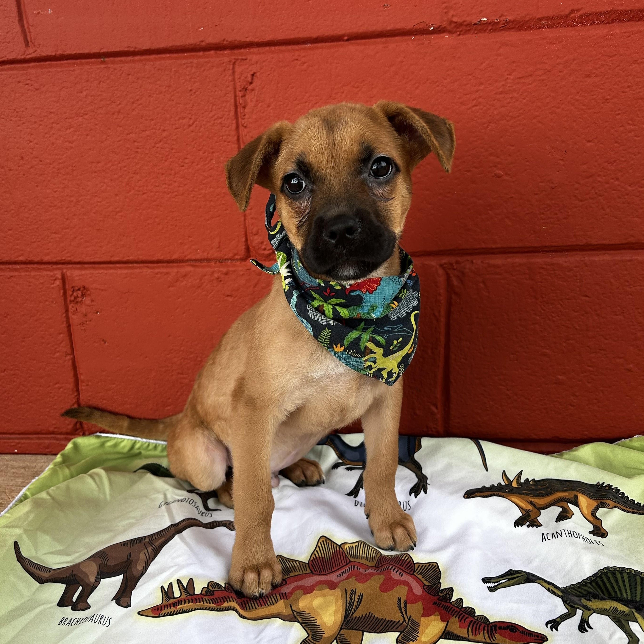 Sampson, a ADOPTABLE mixed breed in Pensacola, FL image 2/5
