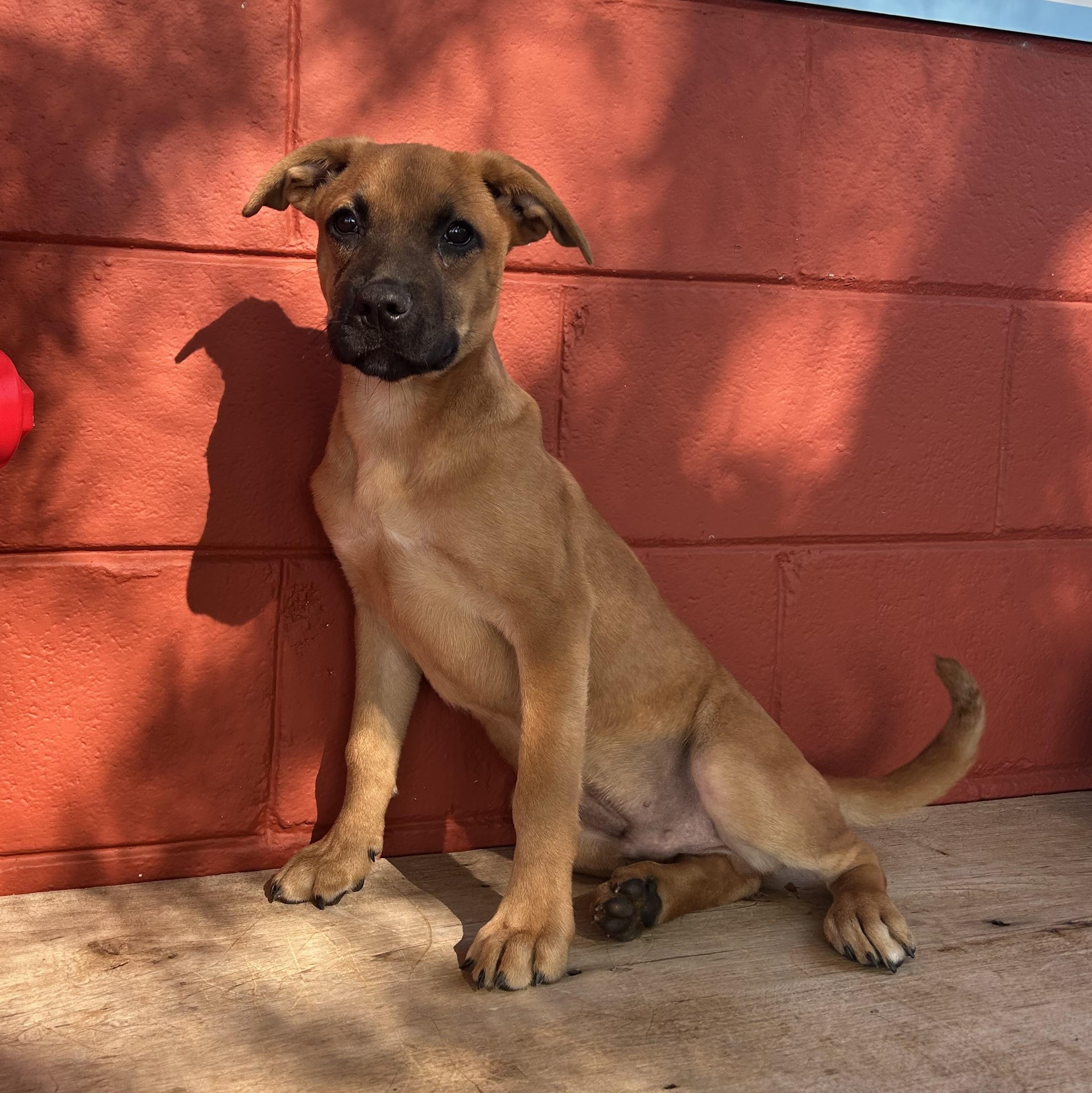 Sampson, a ADOPTABLE mixed breed in Pensacola, FL image 1/5