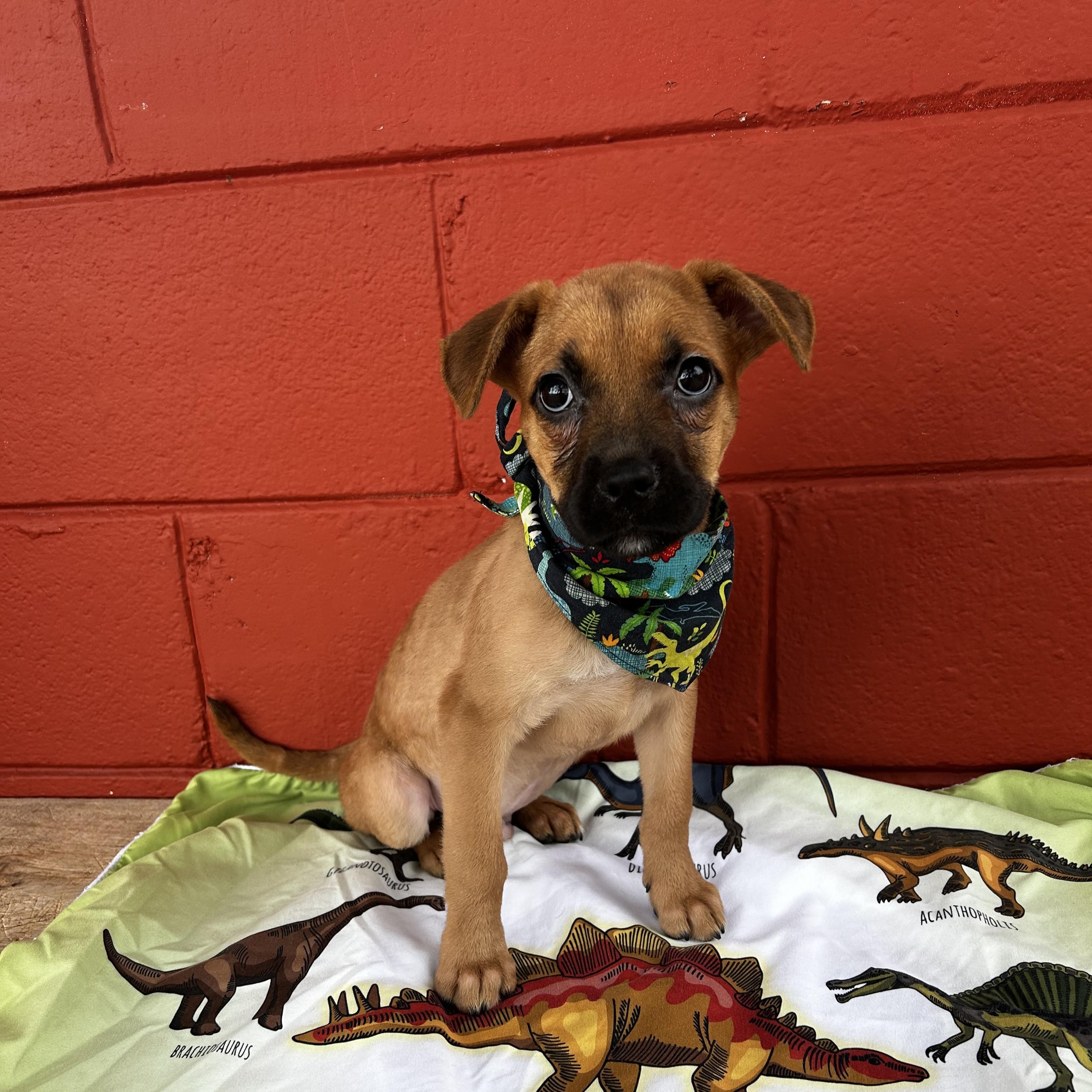 Sampson, a ADOPTABLE mixed breed in Pensacola, FL image 4/5