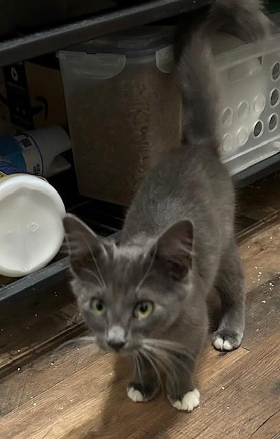 Delphi, Adopted, Kitten Female Domestic Medium Hair.