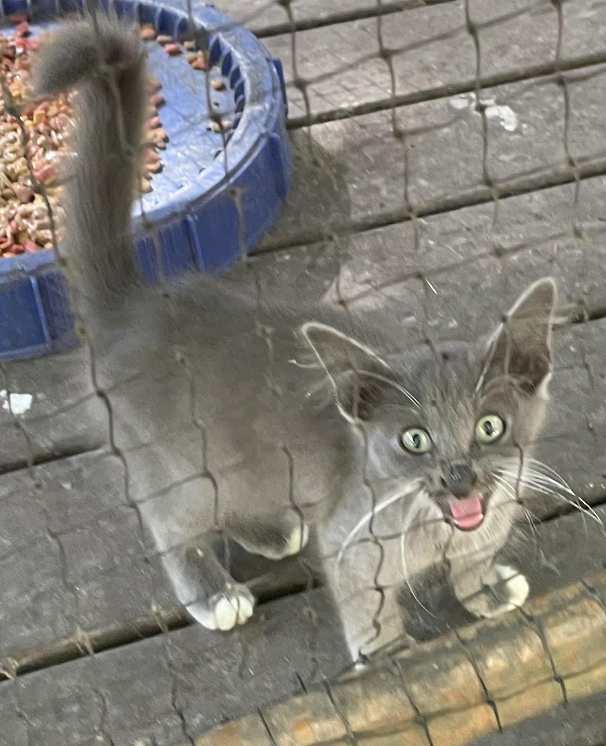 Enlarge Delphi, a Adopted Domestic Medium Hair in Coldspring, TX image 2/3