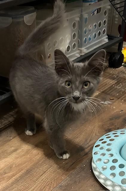 Enlarge Delphi, a Adopted Domestic Medium Hair in Coldspring, TX image 3/3