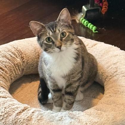 Enlarge Jelly (Bashful Buddy), a Adoptable mixed breed in Wheaton, IL image 1/3