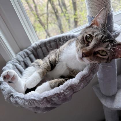 Enlarge Jelly (Bashful Buddy), a Adoptable mixed breed in Wheaton, IL image 3/3