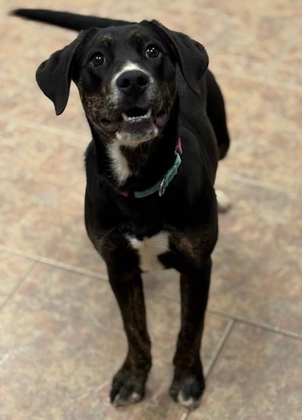 Enlarge Kate, a Adoptable mixed breed in Littleton, CO image 1/1