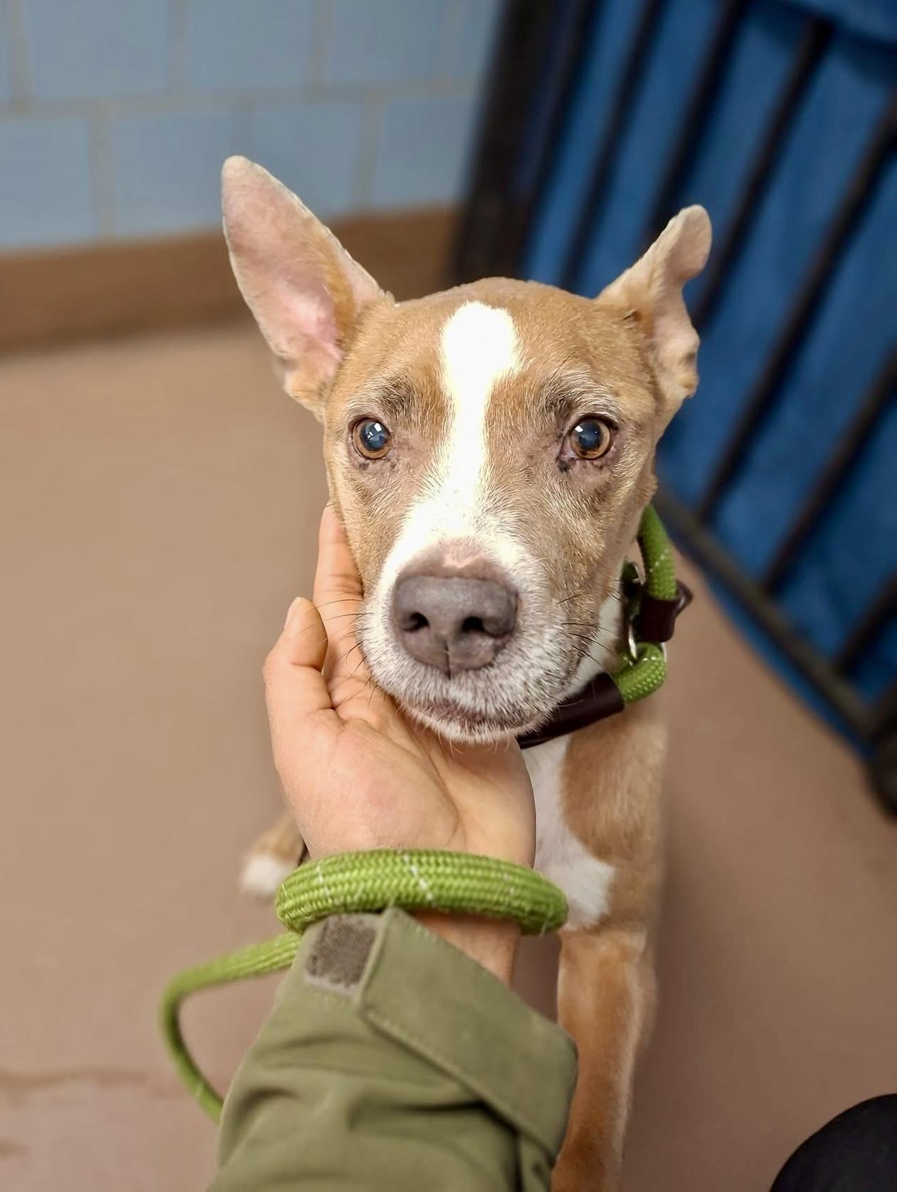 Gabby — thumbnail 2