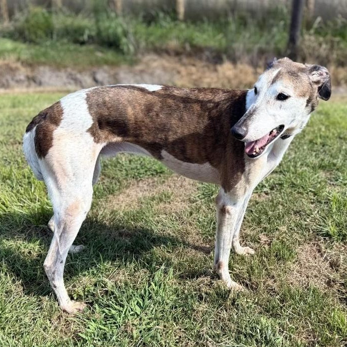 Titan, an adoptable Greyhound, Lurcher in Indianapolis, IN, 46220 | Photo Image 1