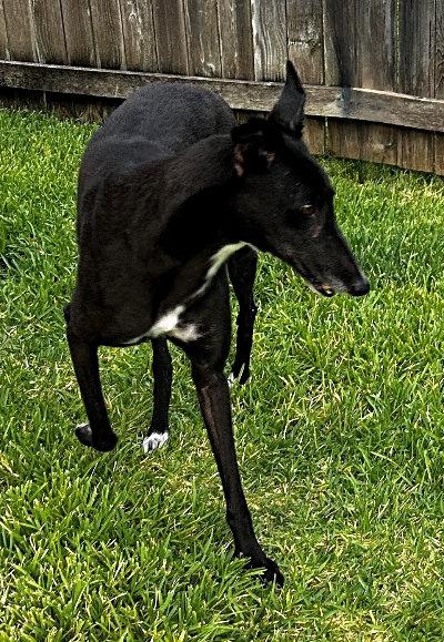 Enlarge Scarlet, a Adoptable Greyhound in Dallas, TX image 1/2
