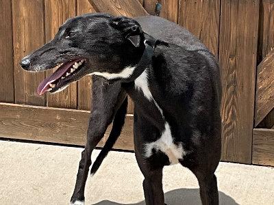 Enlarge Scarlet, a Adoptable Greyhound in Dallas, TX image 2/2